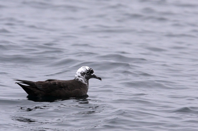 leucistic Sooty Shearwater